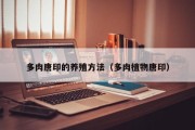 多肉唐印的养殖方法（多肉植物唐印）