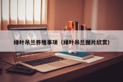 绿叶吊兰养殖事项（绿叶吊兰图片欣赏）